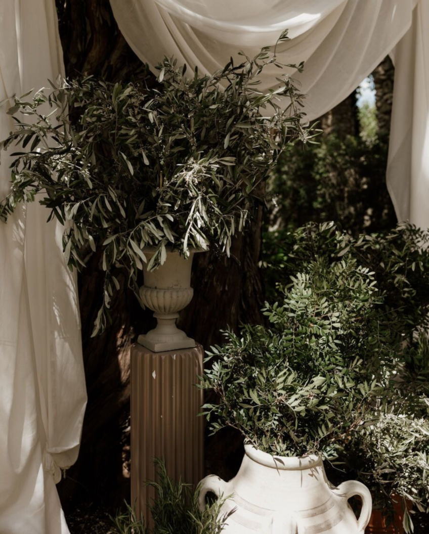 Mediterranean <br> Olive